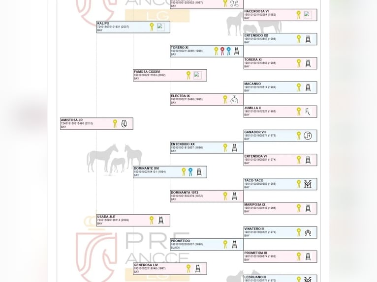 PRE Merrie 10 Jaar 157 cm Bruin in Valencia