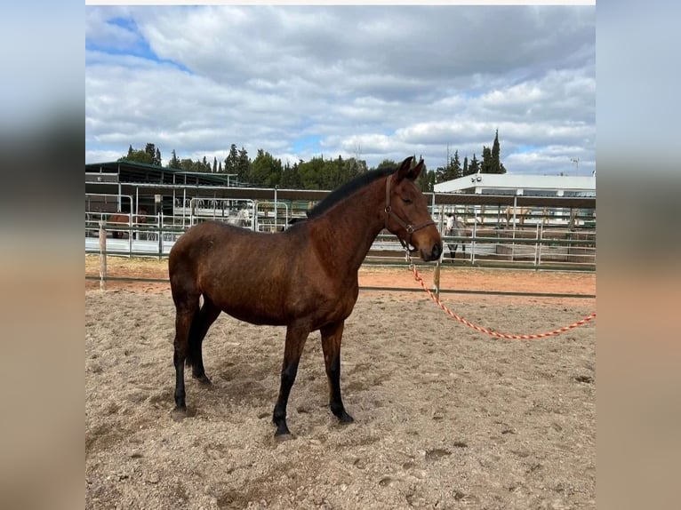 PRE Merrie 10 Jaar 157 cm Bruin in Valencia