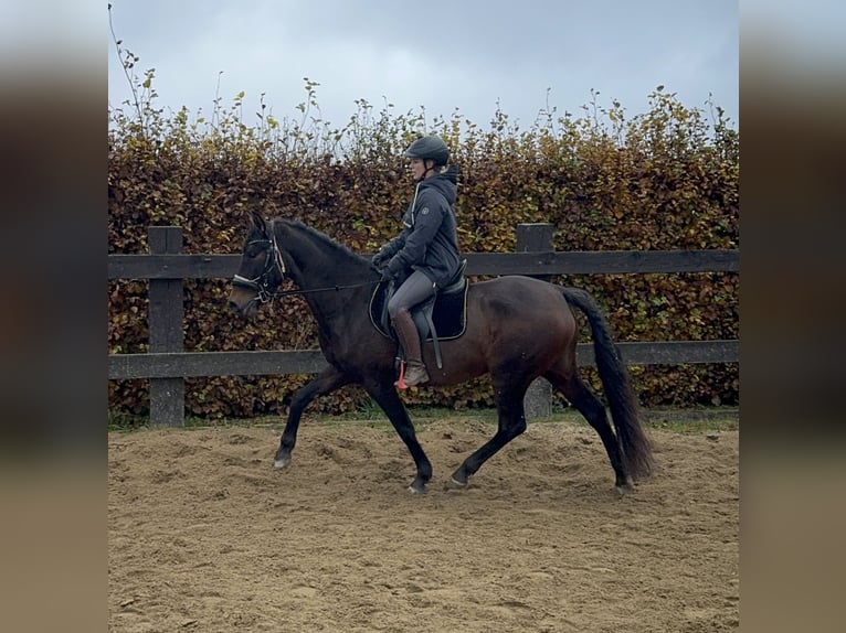 PRE Mix Merrie 10 Jaar 157 cm Bruin in Daleiden