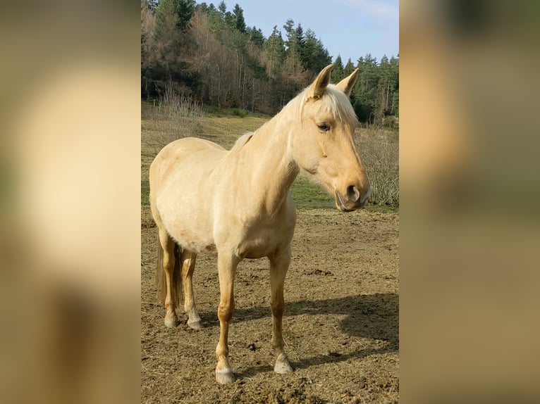 PRE Merrie 10 Jaar 158 cm Palomino in Le Chambon-sur-Lignon