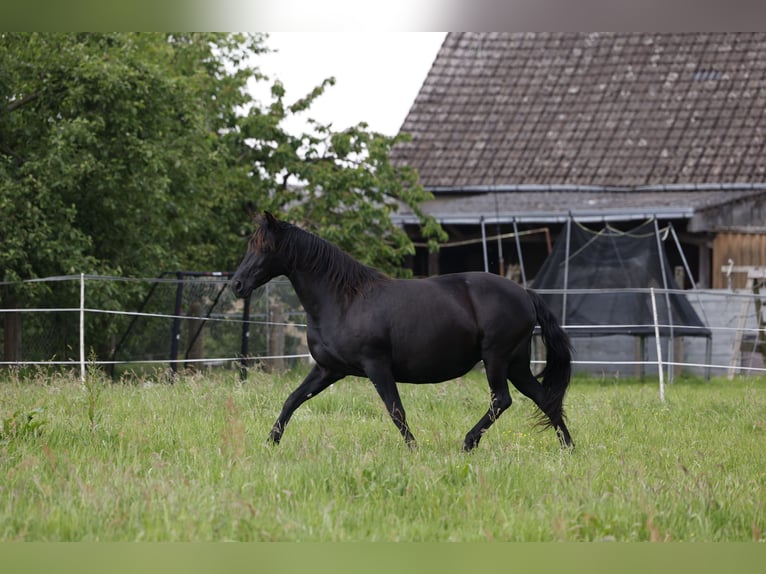 PRE Merrie 10 Jaar 160 cm in Rödinghausen