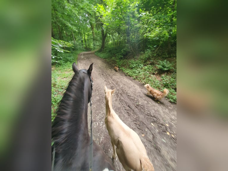 PRE Merrie 10 Jaar 160 cm in Rödinghausen