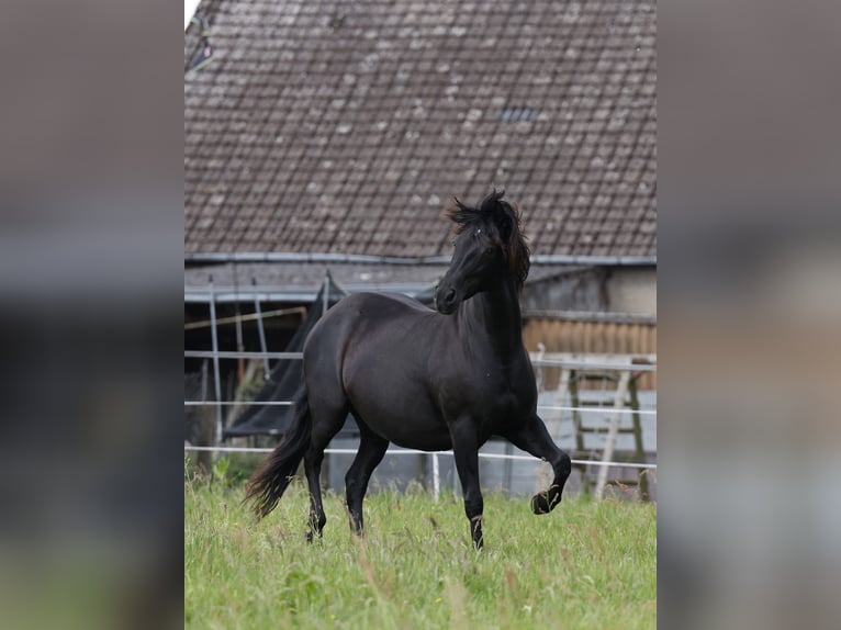 PRE Merrie 10 Jaar 160 cm in Rödinghausen