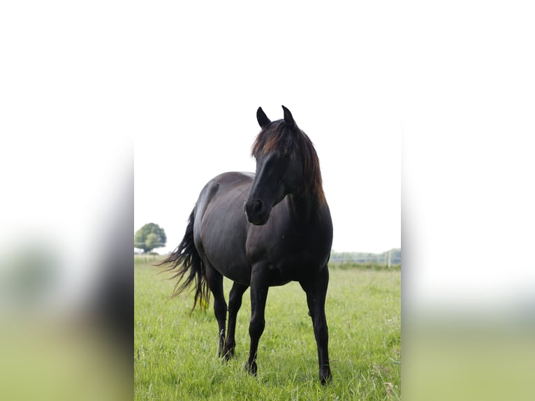 PRE Merrie 10 Jaar 160 cm in Rödinghausen