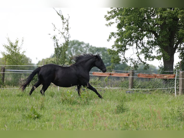 PRE Merrie 10 Jaar 160 cm in Rödinghausen