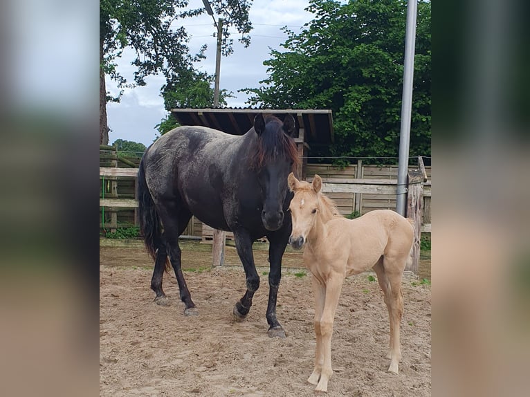 PRE Merrie 10 Jaar 160 cm in Rödinghausen