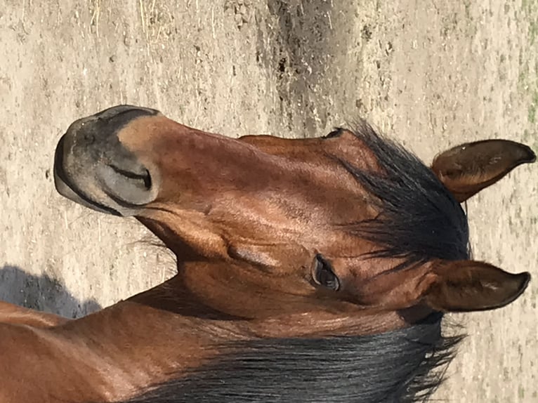 PRE Mix Merrie 10 Jaar 160 cm Bruin in Korneuburg