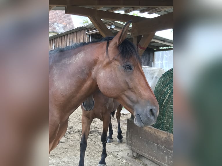 PRE Mix Merrie 10 Jaar 160 cm Bruin in Korneuburg