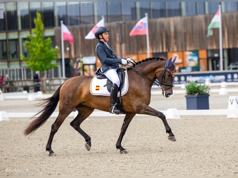 PRE Mix Merrie 10 Jaar 160 cm Bruin in Cartagena
