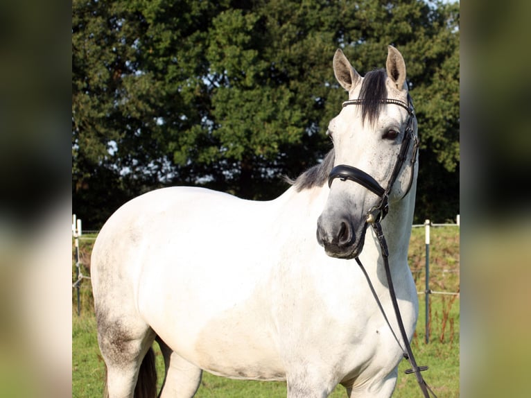 PRE Mix Merrie 10 Jaar 161 cm Schimmel in Elmshorn