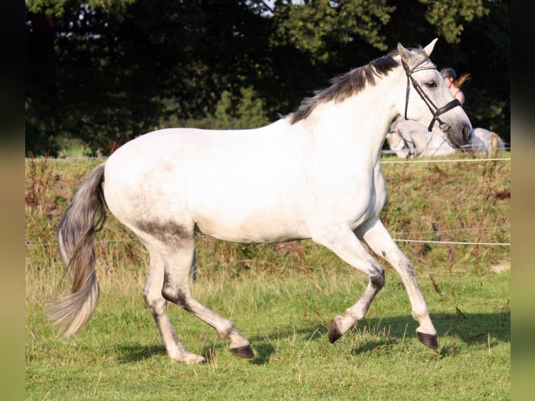 PRE Mix Merrie 10 Jaar 161 cm Schimmel in Elmshorn