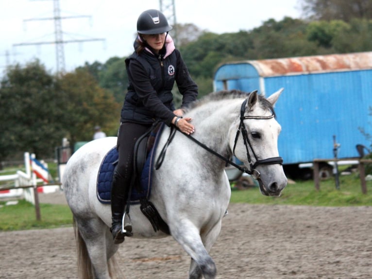 PRE Merrie 10 Jaar 161 cm Schimmel in Borstel-Hohenraden