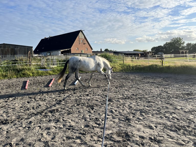 PRE Merrie 10 Jaar 161 cm Schimmel in Borstel-Hohenraden