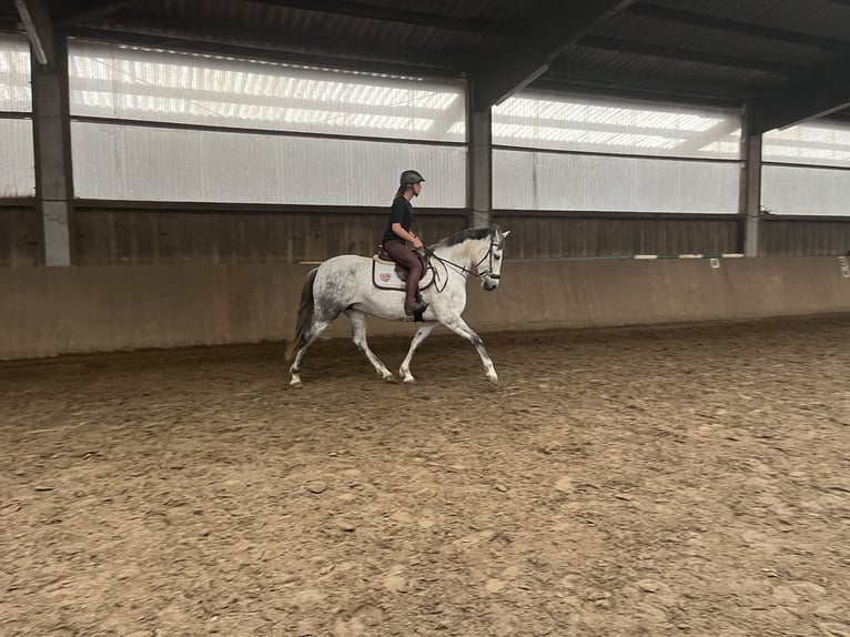 PRE Merrie 10 Jaar 161 cm Schimmel in Borstel-Hohenraden