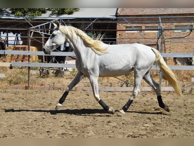PRE Merrie 10 Jaar 162 cm Schimmel in Provinz Granada