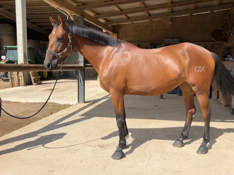 PRE Mix Merrie 10 Jaar 163 cm Bruin in Estartit, L'