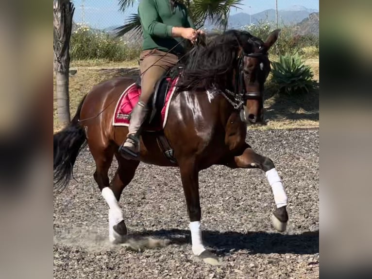 PRE Mix Merrie 10 Jaar 163 cm Bruin in Martfeld