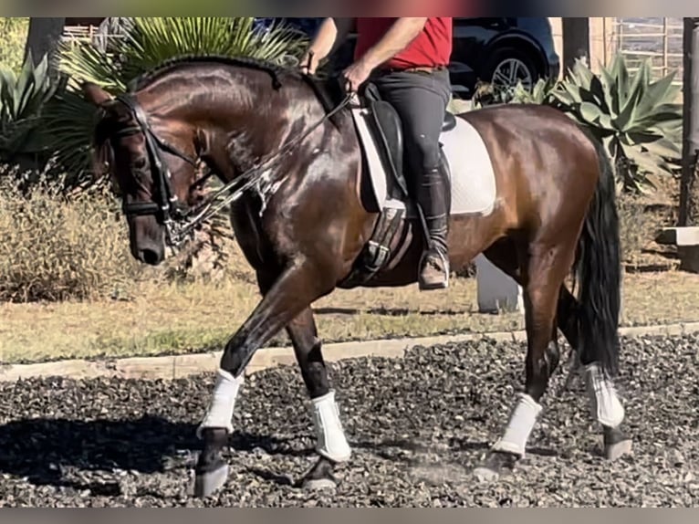 PRE Mix Merrie 10 Jaar 164 cm Bruin in Malaga