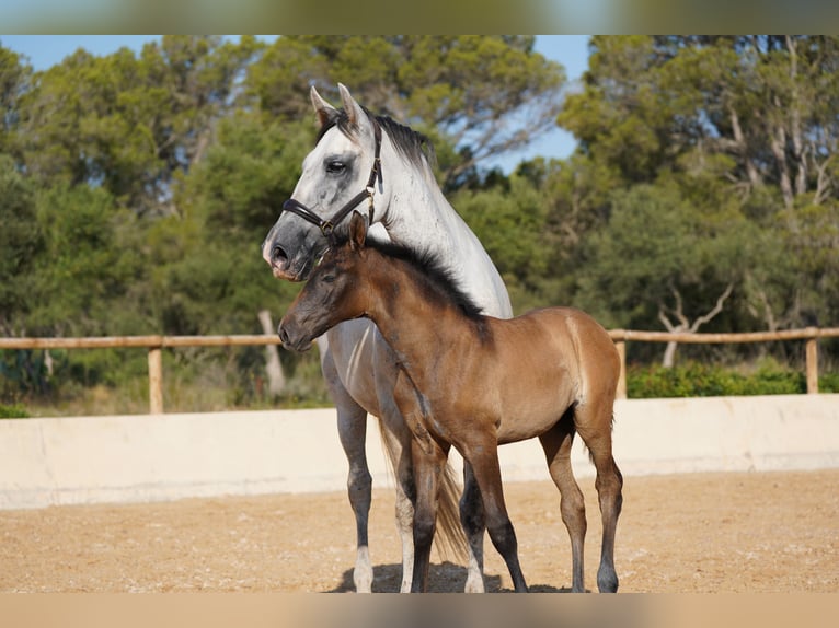 PRE Merrie 10 Jaar 165 cm Schimmel in Manacor