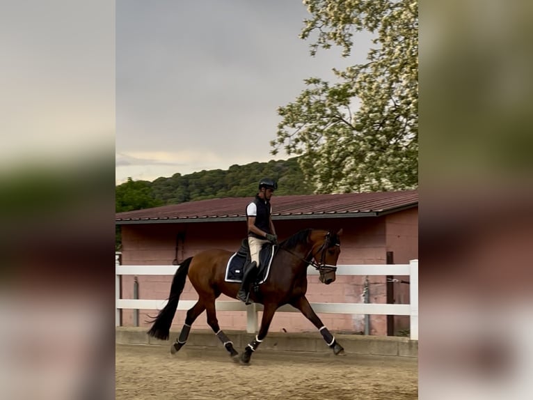 PRE Mix Merrie 10 Jaar 168 cm Bruin in Valldoriolf (Vilanova Del Valles)