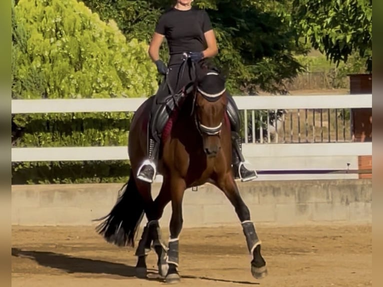 PRE Merrie 10 Jaar 168 cm Bruin in Valldoriolf (Vilanova Del Valles)