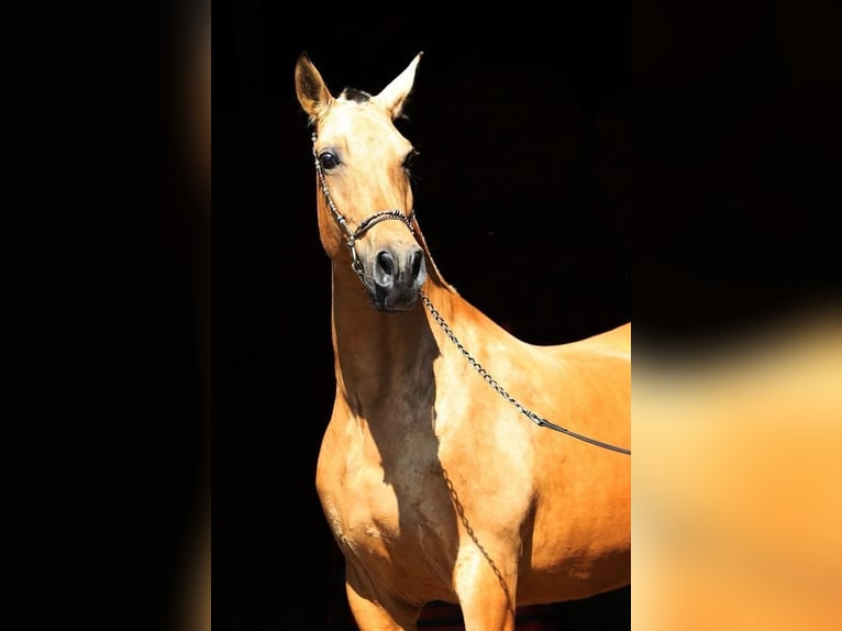 PRE Merrie 10 Jaar 168 cm Falbe in Nordhorn