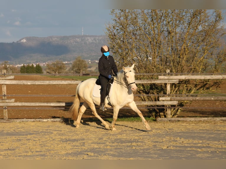 PRE Mix Merrie 11 Jaar 152 cm Perlino in Balingen