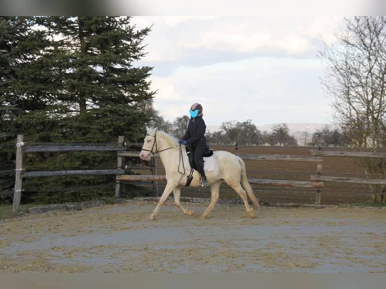 PRE Mix Merrie 11 Jaar 152 cm Perlino in Balingen