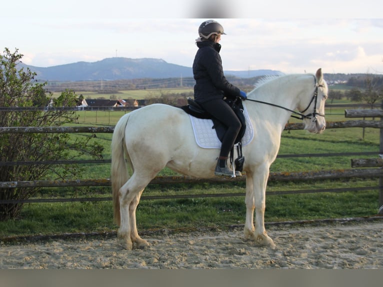 PRE Mix Merrie 11 Jaar 152 cm Perlino in Balingen