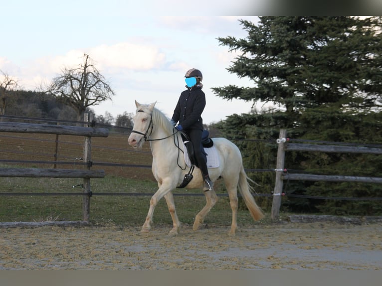 PRE Mix Merrie 11 Jaar 152 cm Perlino in Balingen