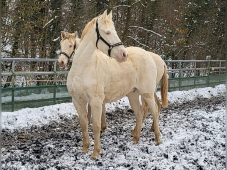 PRE Mix Merrie 11 Jaar 153 cm Perlino in Küssaberg