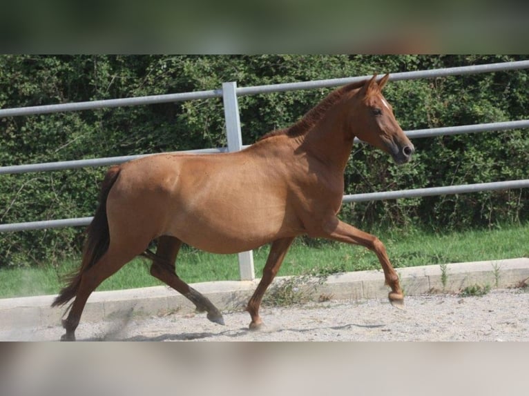 PRE Mix Merrie 11 Jaar 154 cm Vos in OLVAN