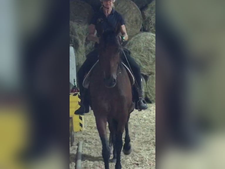 PRE Mix Merrie 11 Jaar 155 cm Bruin in Korneuburg