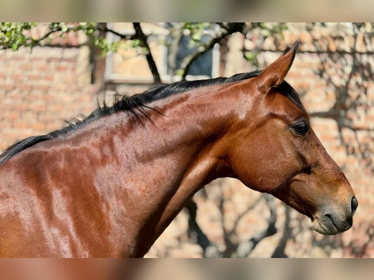PRE Mix Merrie 11 Jaar 155 cm Bruin in Korneuburg