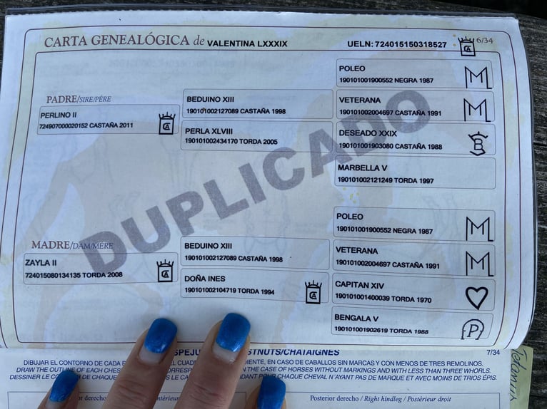 PRE Merrie 11 Jaar 157 cm Bruin in Katzenelnbogen