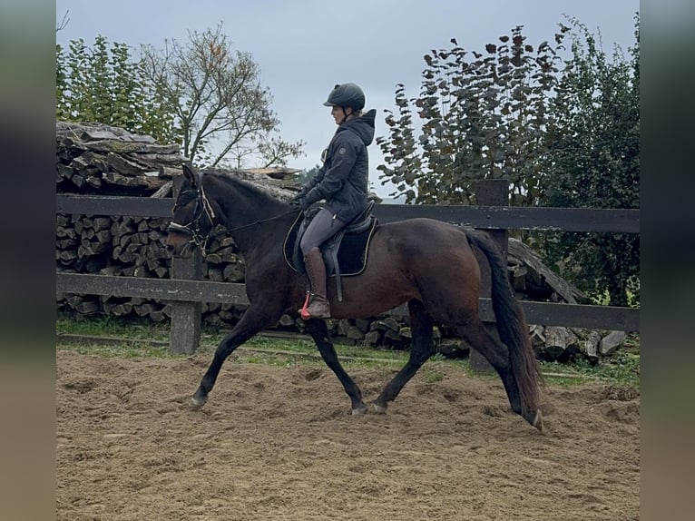 PRE Merrie 11 Jaar 157 cm Bruin in Daleiden