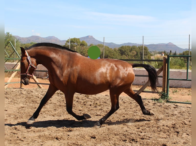 PRE Mix Merrie 11 Jaar 158 cm Bruin in Rafelguaraf