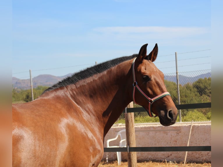 PRE Mix Merrie 11 Jaar 158 cm Bruin in Rafelguaraf