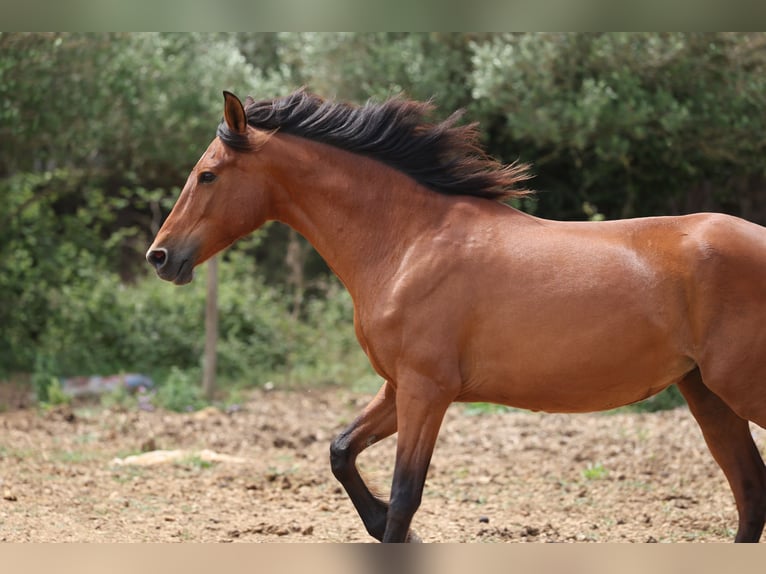 PRE Mix Merrie 11 Jaar 160 cm Bruin in Speyer