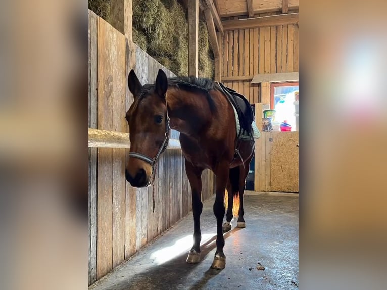 PRE Mix Merrie 11 Jaar 160 cm Bruin in Filzmoos