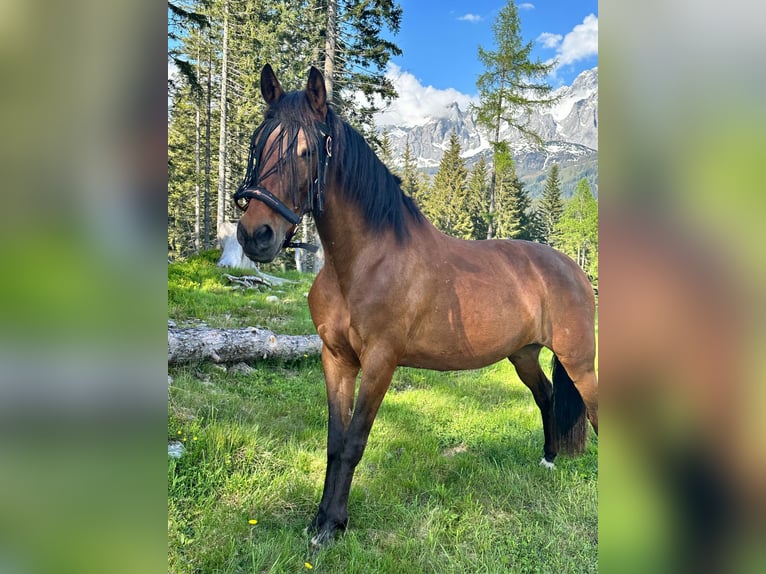 PRE Mix Merrie 11 Jaar 160 cm Bruin in Filzmoos
