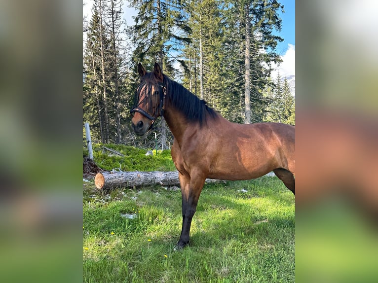 PRE Mix Merrie 11 Jaar 160 cm Bruin in Filzmoos