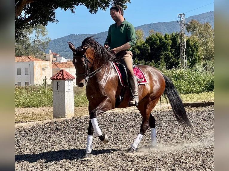 PRE Mix Merrie 11 Jaar 163 cm Bruin in Martfeld