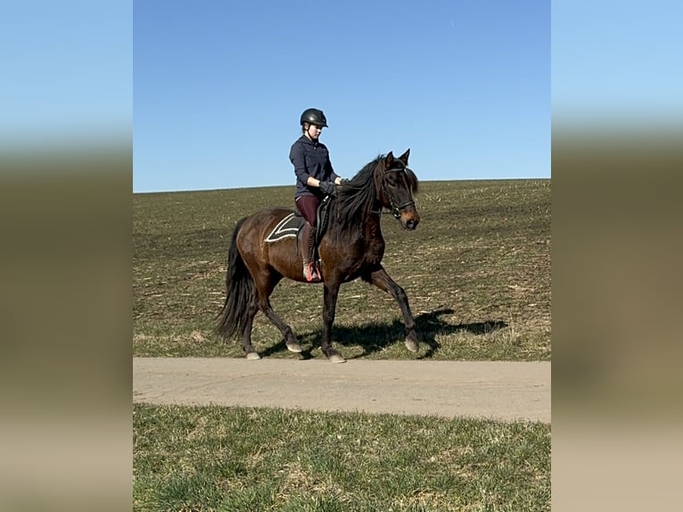 PRE Merrie 11 Jaar 164 cm Bruin in Daleiden