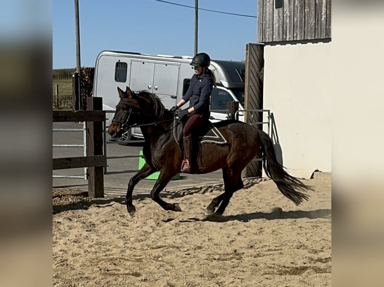 PRE Merrie 11 Jaar 164 cm Bruin in Daleiden