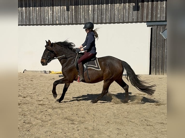 PRE Merrie 11 Jaar 164 cm Bruin in Daleiden