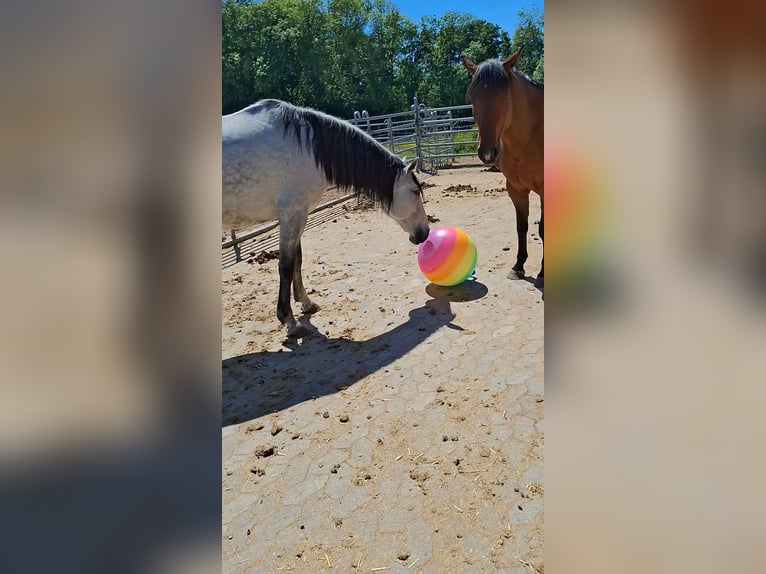PRE Merrie 11 Jaar 164 cm Schimmel in Böhmenkirch