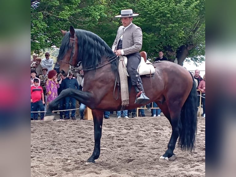 PRE Merrie 11 Jaar 168 cm Schimmel in Cadiar