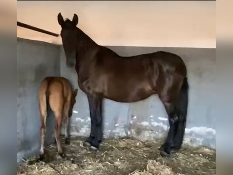 PRE Merrie 11 Jaar 168 cm Zwart in Navalvillar De Pela