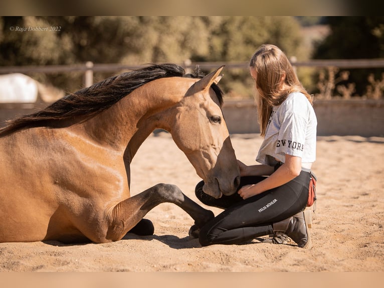 PRE Mix Merrie 12 Jaar 151 cm Falbe in San Ambrosio